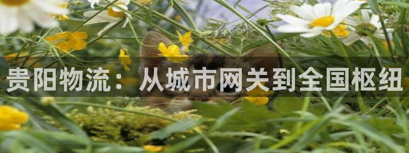28圈注册链接入口：贵阳物流：从城市