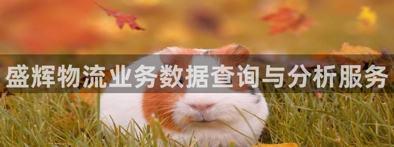 28圈人头费：盛辉物流业务数据查询与