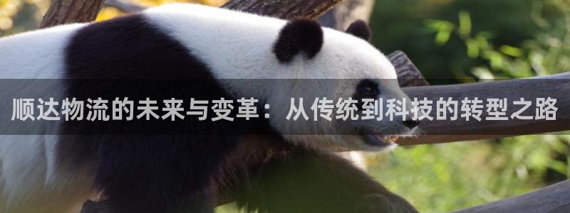 28圈游戏最新版：顺达物流的未来与变